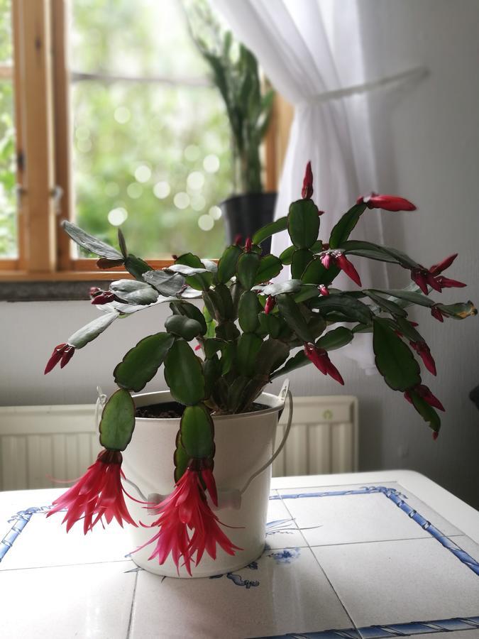 Garden Mellan Slotten Svarte Eksteriør bilde