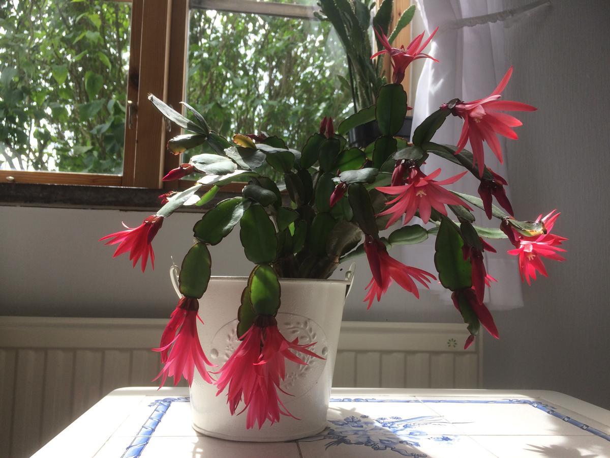 Garden Mellan Slotten Svarte Eksteriør bilde